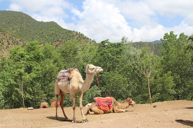 Premium Atlas Mountains & Berber Village Day Trip With Camel Ride - Traveler Experience Highlights