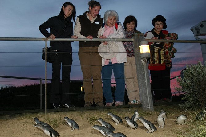 Premium Phillip Island Penguin Parade Tour With Koala Conservation Reserve - Traveler Tips and Recommendations