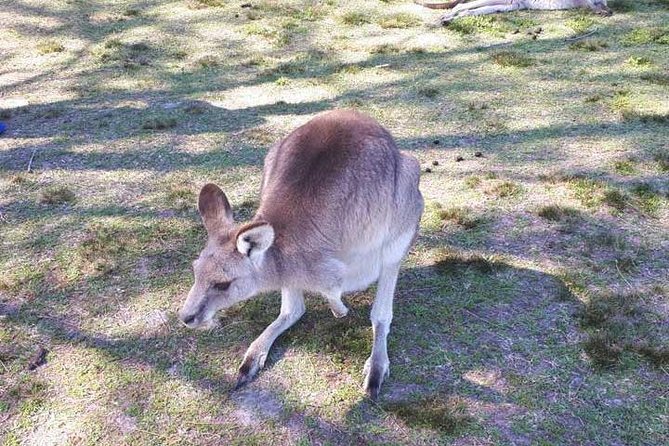 Private Blue Mountains Tour With Kangaroo and Koala Experience - Traveler Experiences and Wildlife Encounters