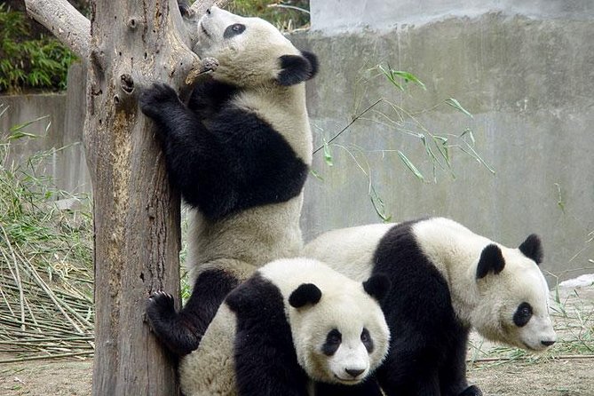 Private Chengdu Day Tour: Giant Pandas and Jinsha Site Museum - Inclusions and Logistics