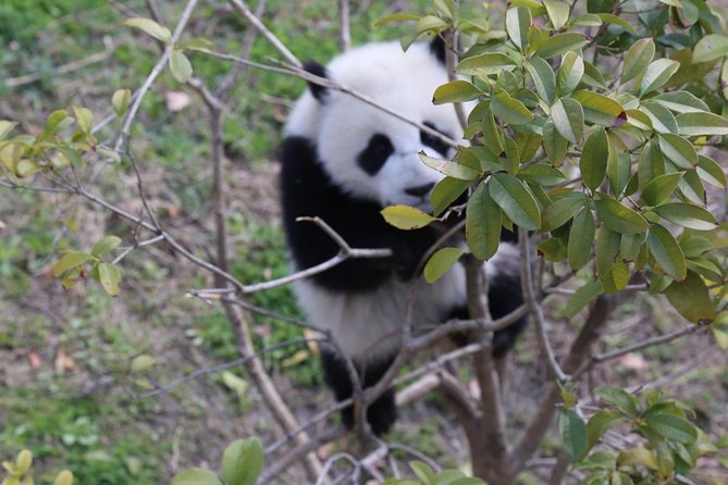 Private Day Tour to Dujiangyan Panda Center With Panda Holding (Mar ) - Inclusions and Activities