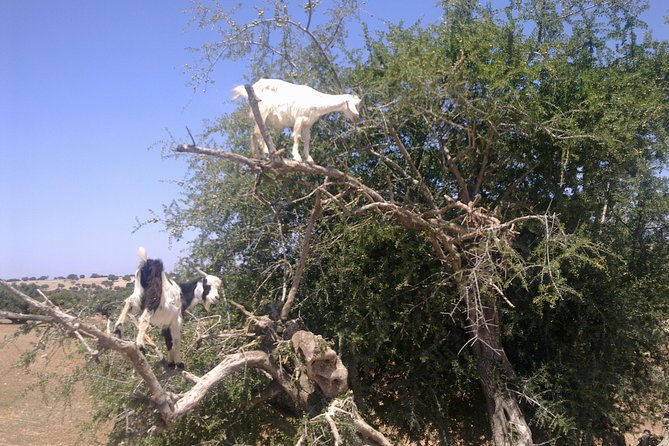 Private Day Trip From Marrakech to Essaouira City - Pickup and Return Details