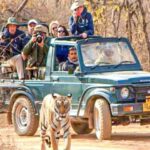 2 private day trip with tiger safari from jaipur all included Private Day Trip With Tiger Safari From Jaipur All Included