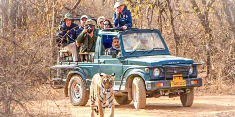 Private Day Trip With Tiger Safari From Jaipur All Included