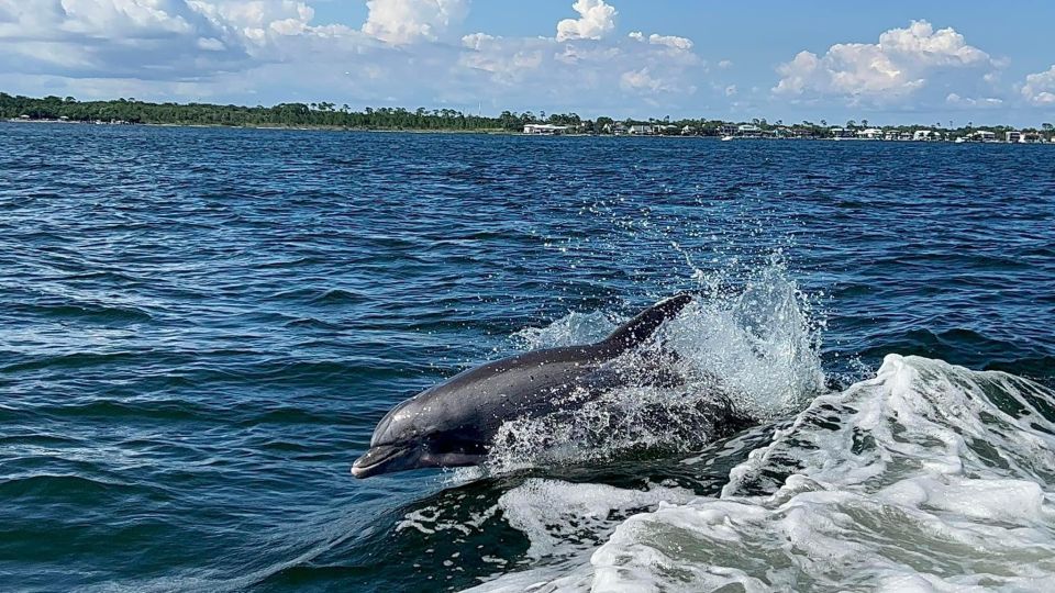 Private Dolphin Tour With Secluded Beach/Snorkel Stop - Experience Highlights on the Tour