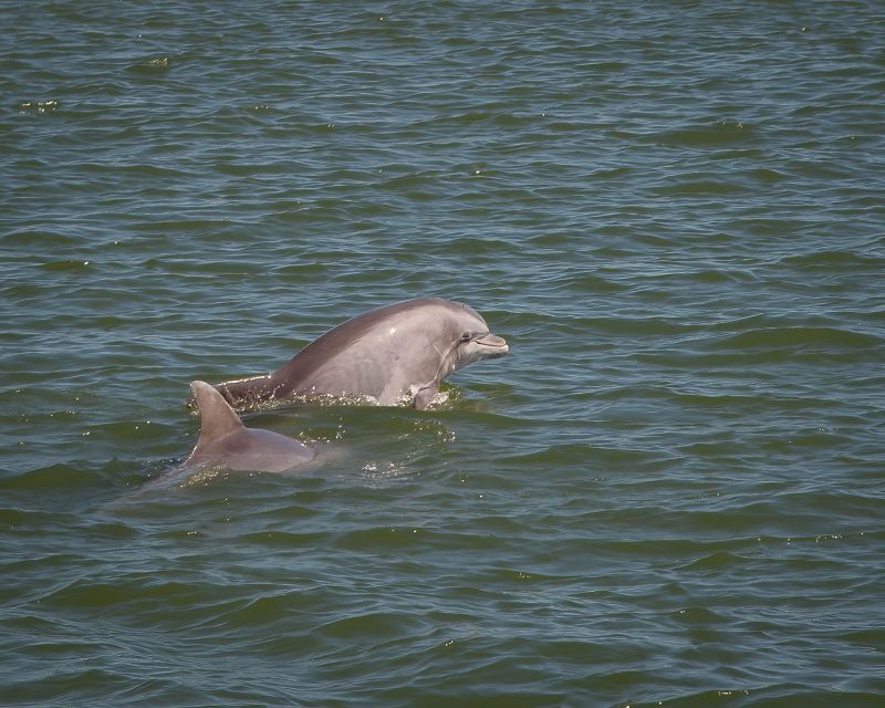 Private Dolphin Tours in the Amazing Savannah Marsh - Experience Highlights