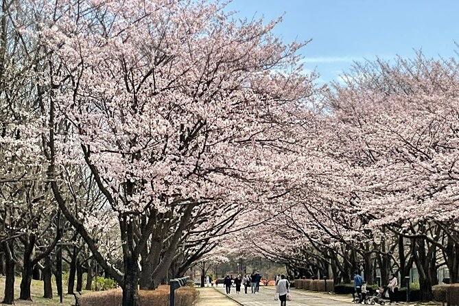 Private Full-Day Cherry-Blossom Tour of Tokyo With Tsukiji - Itinerary Details