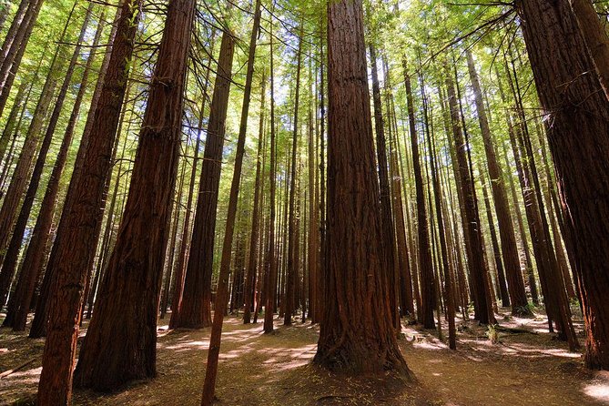 Private Full-Day Rotorua Tour From Auckland - Māori Culture and History Immersion