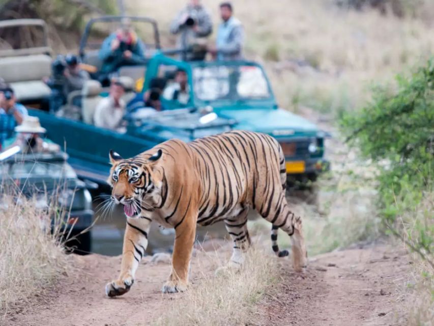 Private Guided Ranthambore National Park Tour From Jaipur - Itinerary Highlights