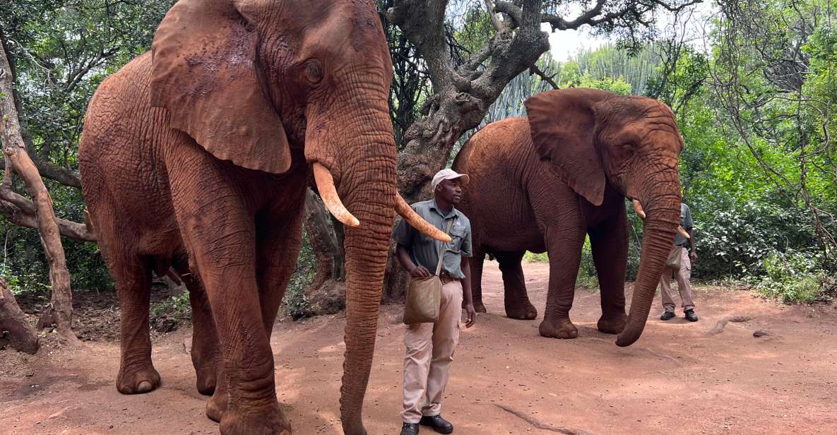 Private Johannesburg Elephant & Monkey Sanctuary Half Day - Highlights of the Experience