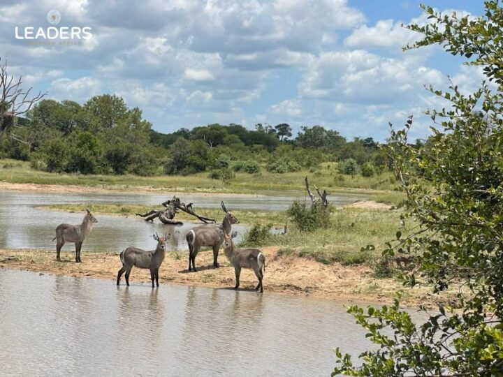 Private Kruger National Park Full Day Safari - Experience and Itinerary