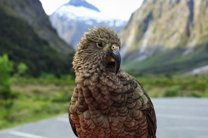 Private Milford Sound Tour With Cruise & Lunch From Te Anau - Tour Highlights