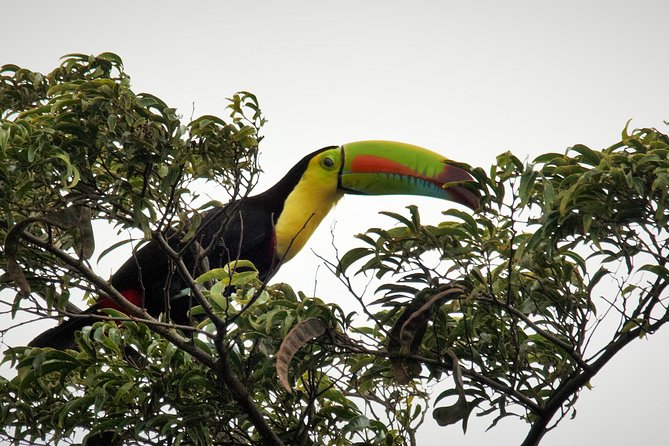 Private Natural History Walk by Pasión Costa Rica - Tour Details