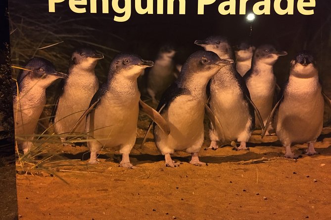 Private Penguin Tour Includes Tour Guide & Premium View Tickets - Traveler Resources Access