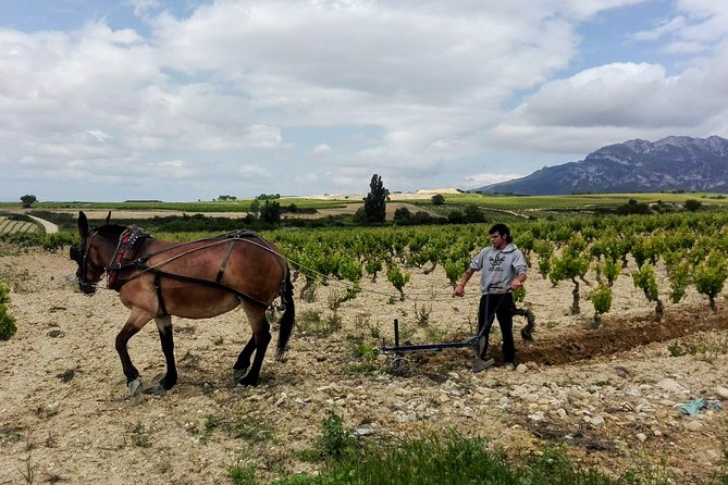 Private Rioja Wine Tasting and Lunch Tour From San Sebastián  - San Sebastian - Reviews and Ratings