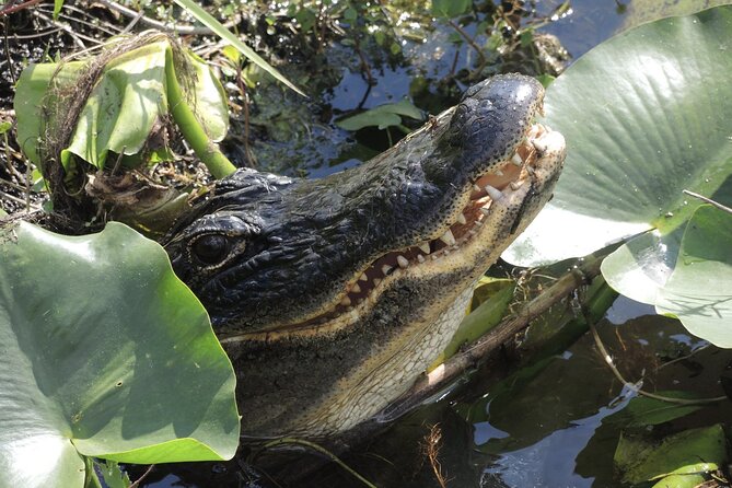 Private River Of Grass Everglades Airboat Adventure - Meeting and Pickup Information