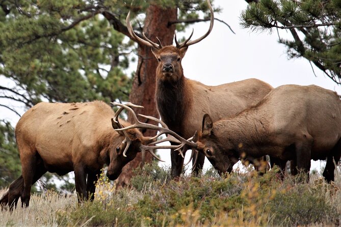 Private Rocky Mountain National Park From Denver and Boulder - Experience Highlights