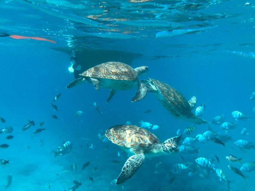 Private Snorkel Experience With Sea Turtle for Cruisers - Activity Highlights