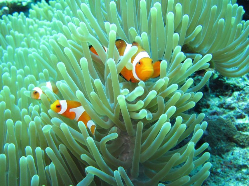 Private Snorkeling Family or Group at Menjangan Island - Snorkeling Spots and Natural Beauty