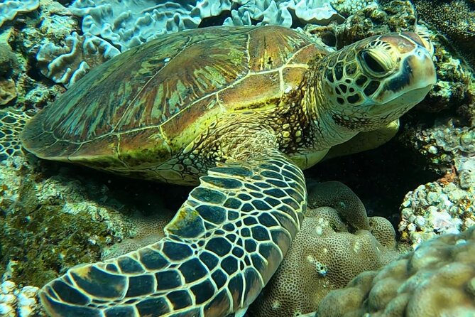 Private Swimming and Snorkeling Tour With Sea Turtles in Amami - Additional Information for Participants