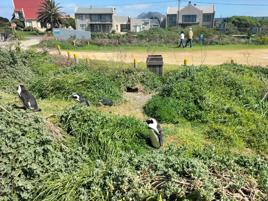 Private Tour: Cape Town to Cape Agulhas See Penguins - Highlights of the Tour