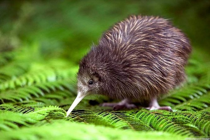 Private Tour From Auckland - Waitomo Glowworm Caves, Zealong Tea & Kiwi Bird - Booking Details