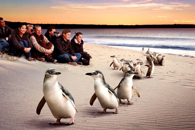 [Private Tour] “Penguin Parade” Phillip Island Tour. - Exclusive Wildlife Encounters