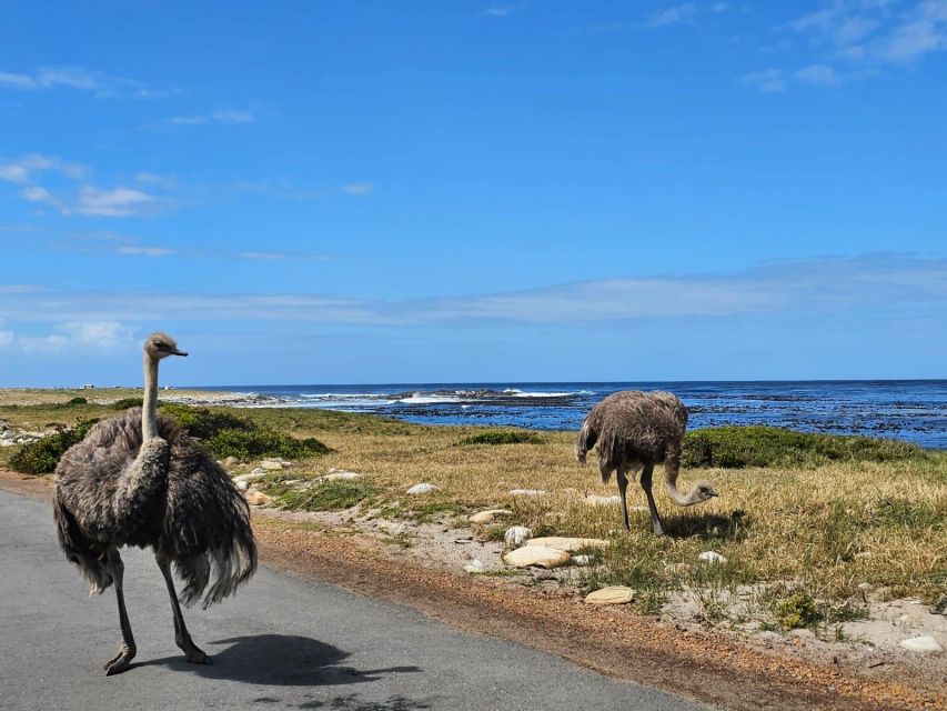 Private Tour: Table Mountain, Penguins Colony & Cape Of Good - Duration, Logistics & Pickup Information