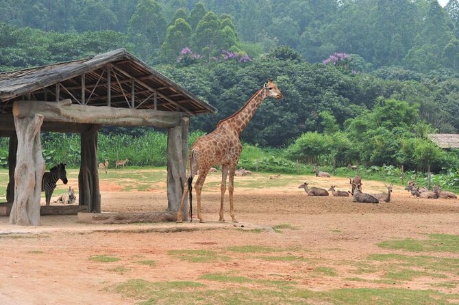 Private Tour to Chimelong Safari Park Zoo and Circus in Guangzhou - Inclusions and Highlights