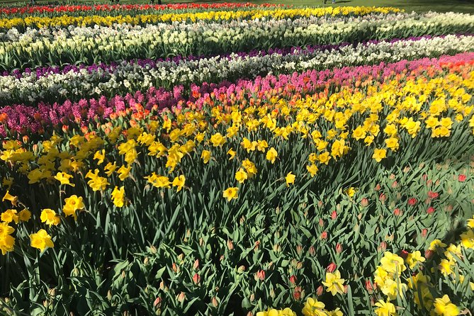 Private Tour to the Keukenhof - Reviews