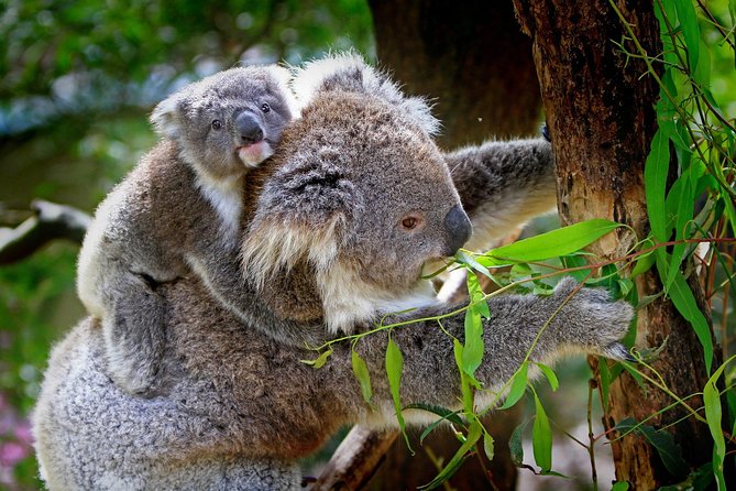 Private Two Day Great Ocean Road Tour - Accommodation Details