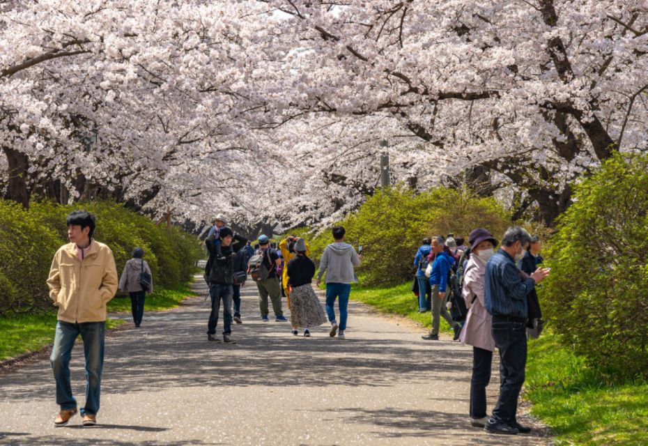 Private & Unique Hiroshima Cherry Blossom Sakura Experience - Unique Features