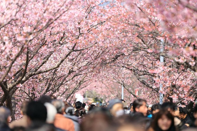 Private & Unique Tokyo Cherry Blossom "Sakura" Experience - Customer Reviews