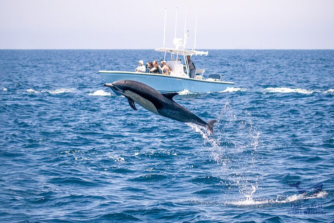 Private VIP Whale & Dolphin Watching Tour With Capt. Nick in Newport Beach - Inclusions