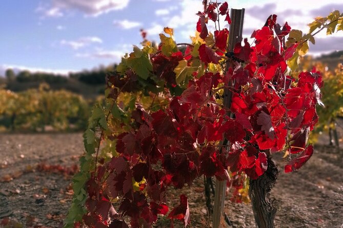 Private Wine and Oil Tour in the Priorat Wine Region - Tour Duration and Logistics