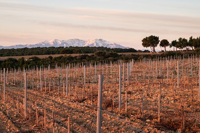 Private Wine Tasting and Walks in the Vineyards of Rivesaltes - Booking and Reservation Process