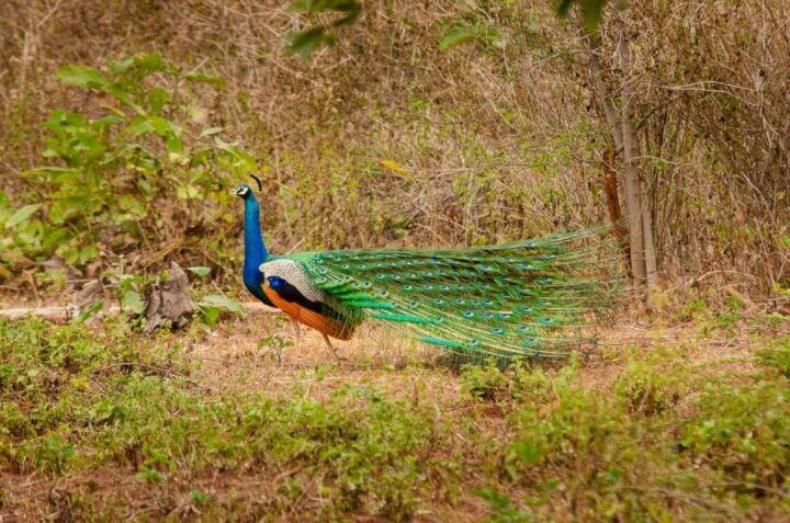 Private Yala National Park Wildlife Safari From Hambantota - Thrilling Jeep Safaris in Yala