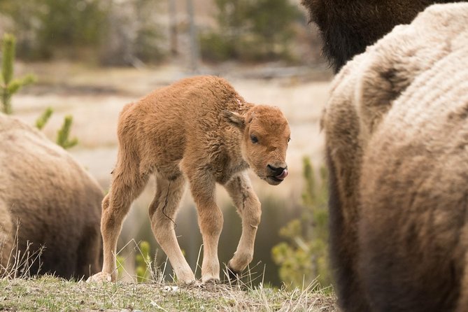Private Yellowstone Wildlife Sightseeing Tour - Logistics and Pickup Information