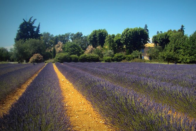 Provence Lavender Fields Tour From Aix-En-Provence - Logistics and Service