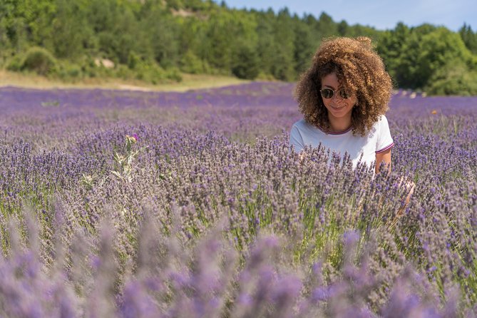 Provence Lavender Fields Tour in Valensole From Marseille - Customer Experiences and Reviews
