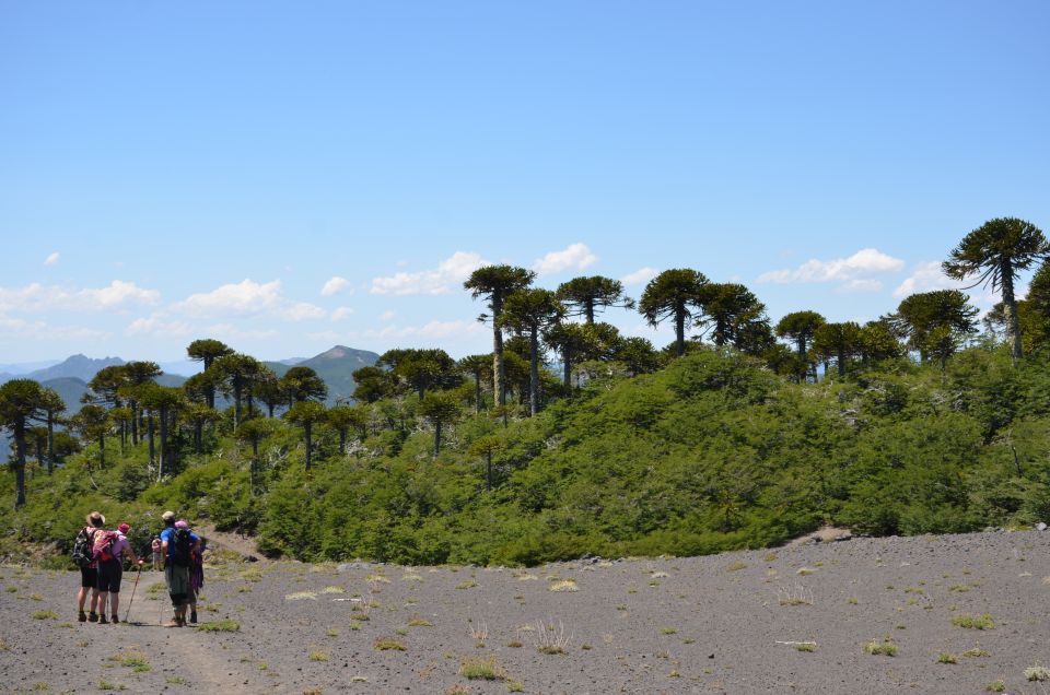 Pucon: Full-Day Villarrica National Park Hike - Location & Itinerary