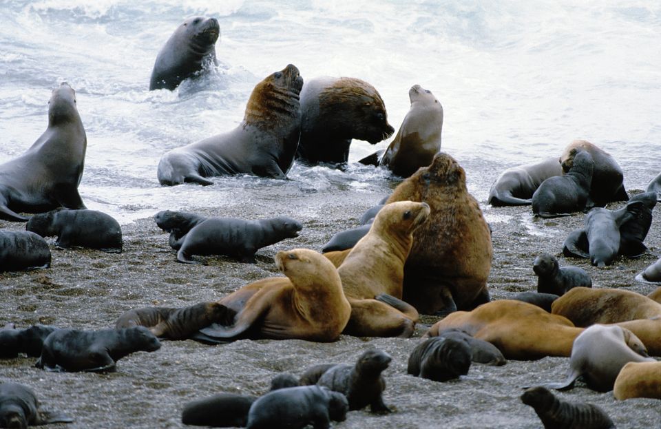 Puerto Madryn: Excursion to Peninsula Valdes Classic - Wildlife Viewing Opportunities