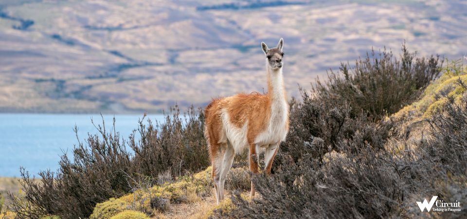 Puerto Natales: Torres Del Paine Park Full-Day Hike - Experience Highlights