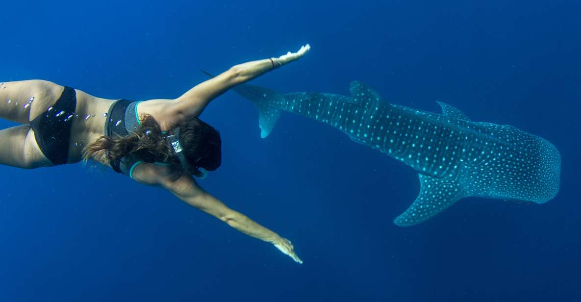 Puerto Princesa: Swim With Whale Sharks Boat Cruise - Booking Information