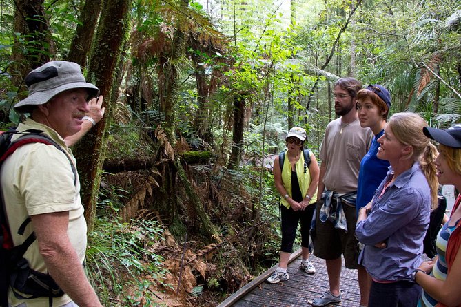 Puketi Rainforest Guided Walks .This Is Not a Shore Excursion Product . - Experience Highlights