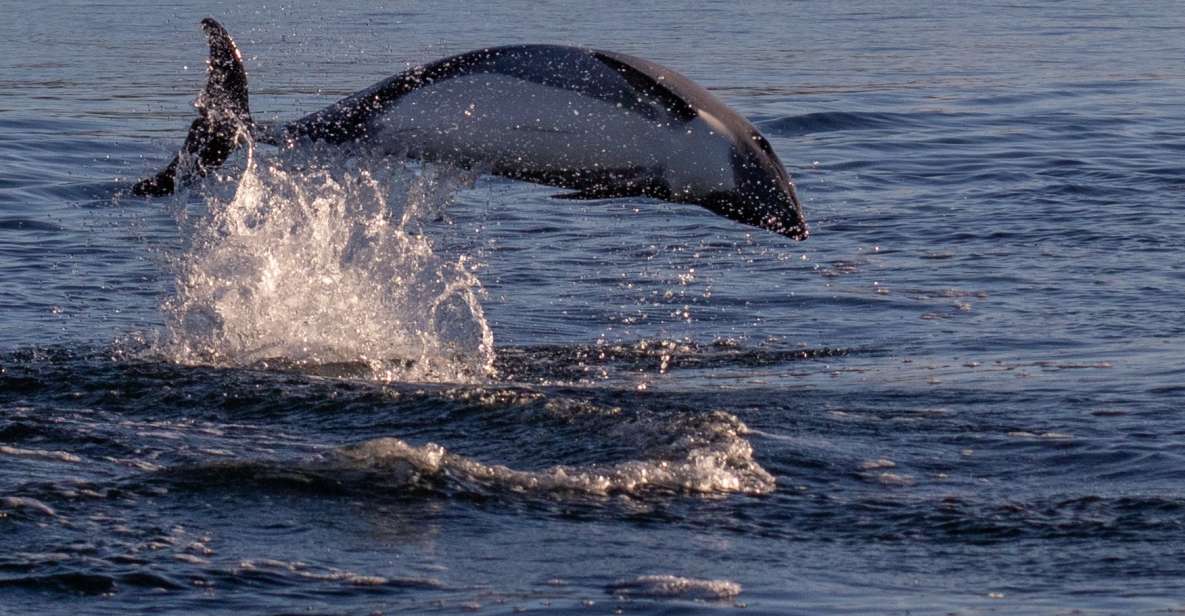 Punta Arenas: Dolphin & Wildlife Watching - Booking Information