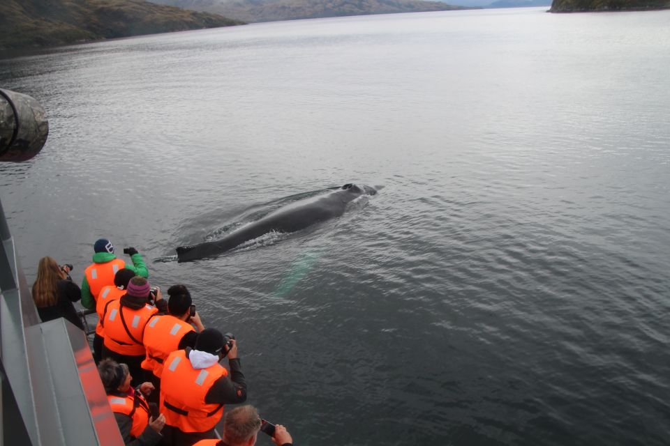 Punta Arenas: Full-Day Whales, Penguins, and Glaciers Tour - Experience Highlights