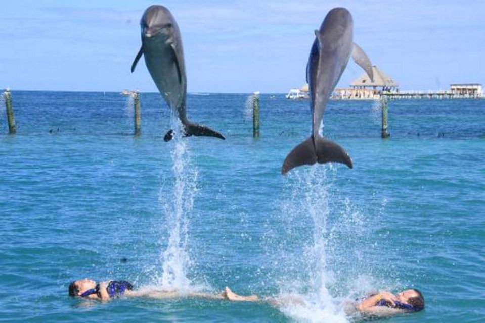 Punta Cana: Dolphin Experience in the Sea - Full Description