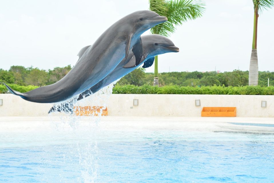 Punta Cana: Swim With Dolphins in the Pool - About the Dolphin Interaction Experience