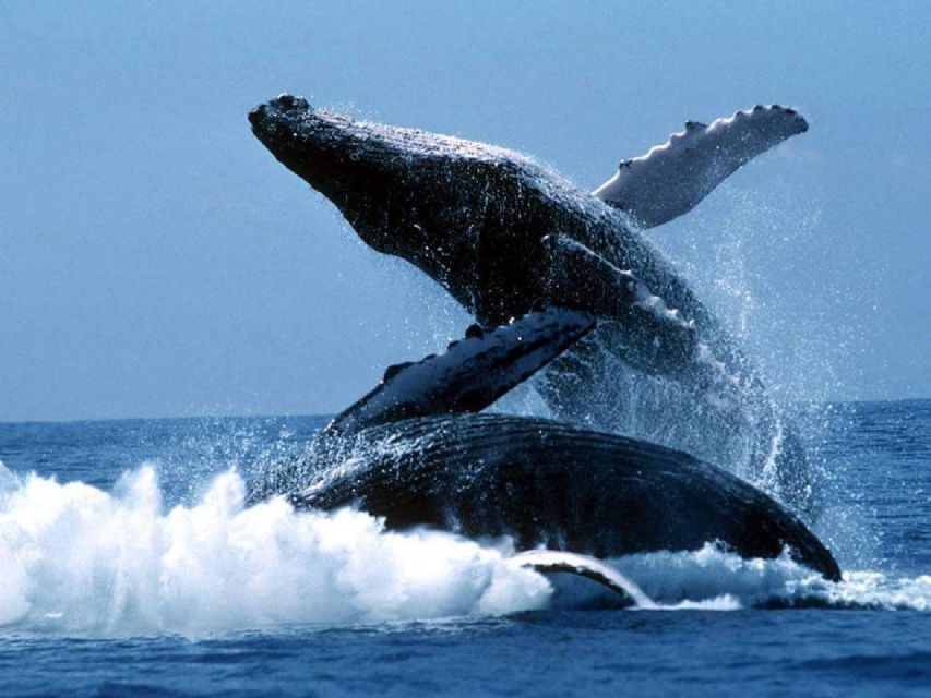 Punta Cana: Whale Watching Sanctuary Experience - Experience Highlights